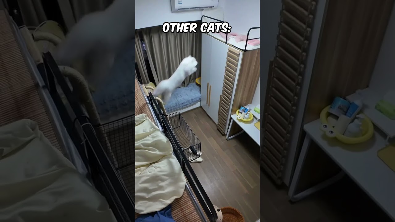 He Still Didn't Know How to Jump😹