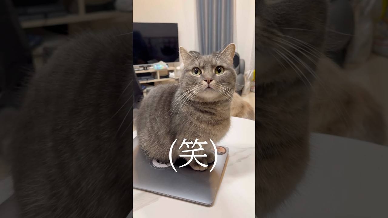 飼い主の悪巧みに...猫が...#shorts #猫 #マンチカン