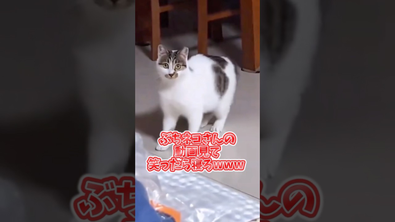 ネコさんの動画見て笑ったら寝ろwwwww #動物 #ねこ #笑える