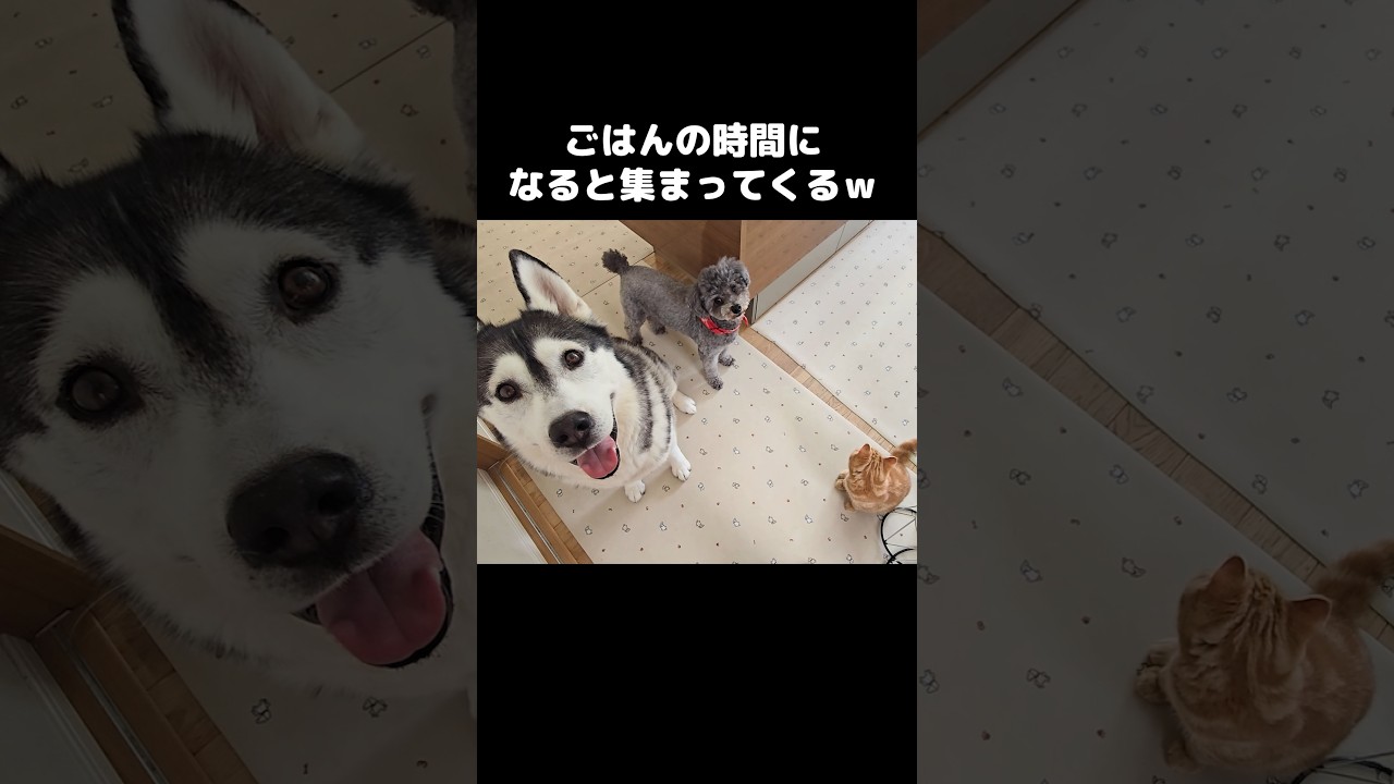 ごはんの時間になると犬と子猫が集まってくる...笑#shorts