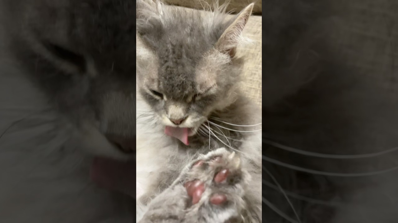 #ラパーマ #cat #穏やかなミンミン #猫のいる暮らし
