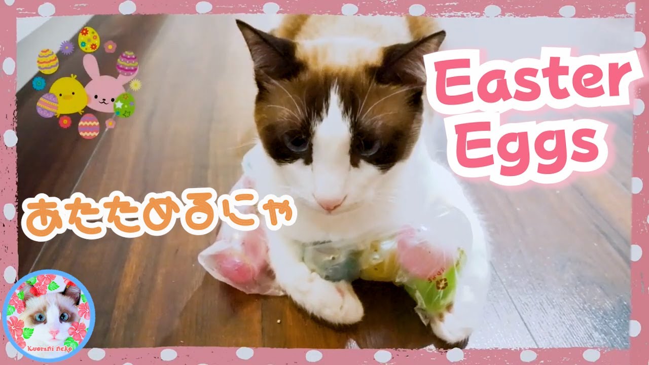 猫が卵を温めるのはどうしてか分かりますか？【イースターと猫】 Cats incubating eggs? happy easter