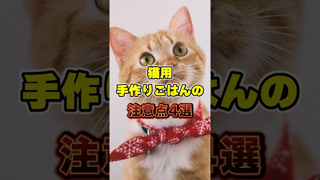 手作りごはんの注意点4選 #猫のいる暮らし #猫のいる生活 #ペットのいる暮らし #保護猫 #shorts