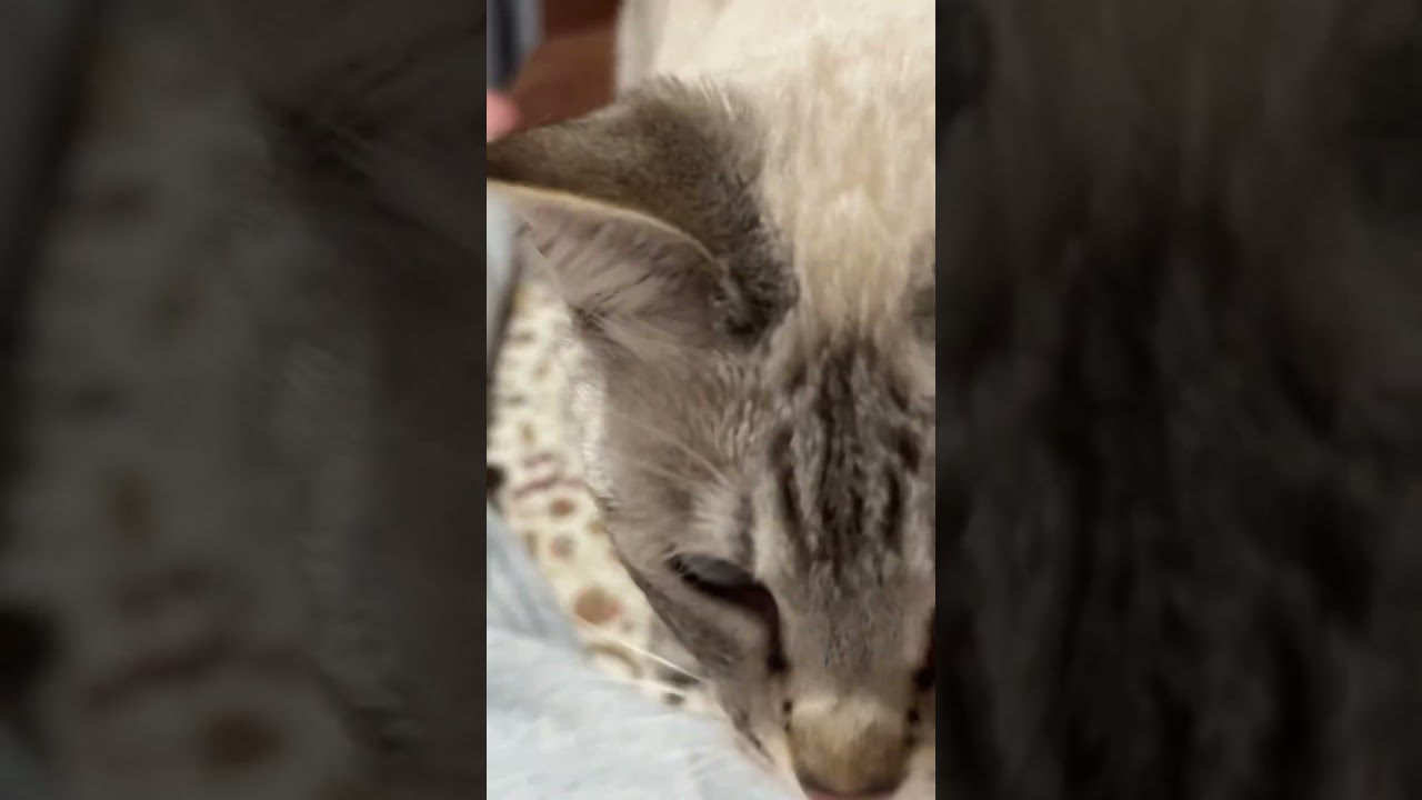 おててすら可愛い猫ちゃん　#シャムトラ #元保護猫 #シャムミックス  #cat #猫耳 #kitten  #猫耳 #siamesemix