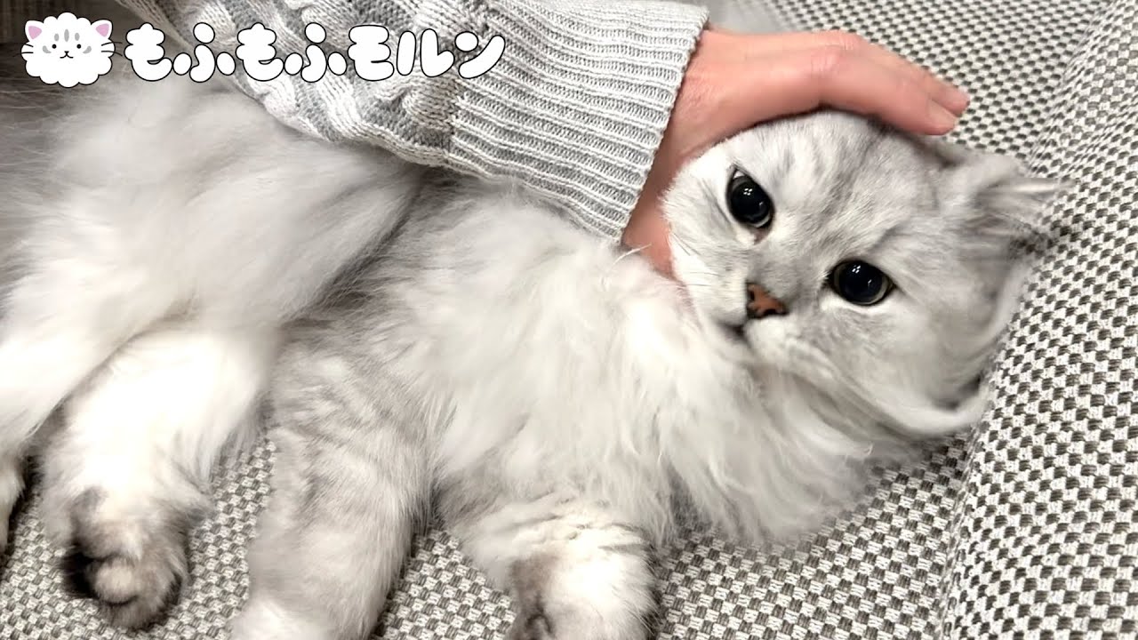 猫を撫でてみましょう 【サイベリアン】