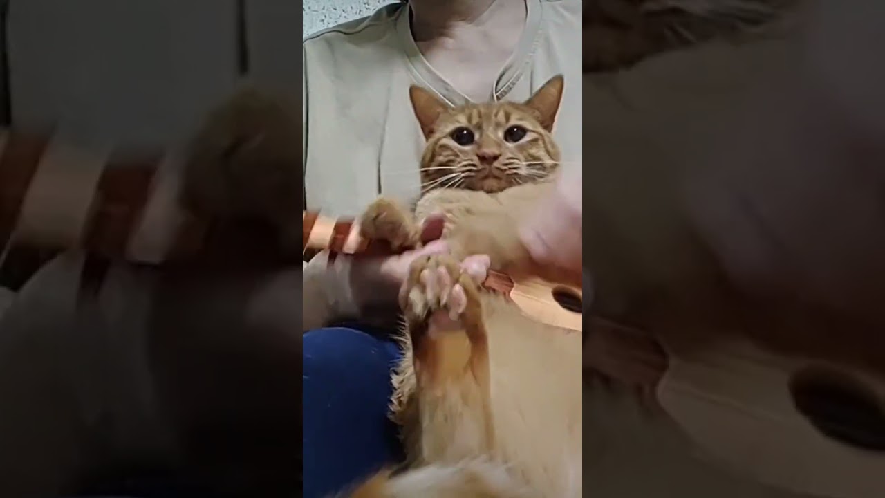 （日本猫）…一緒に…盛り上がろう💚