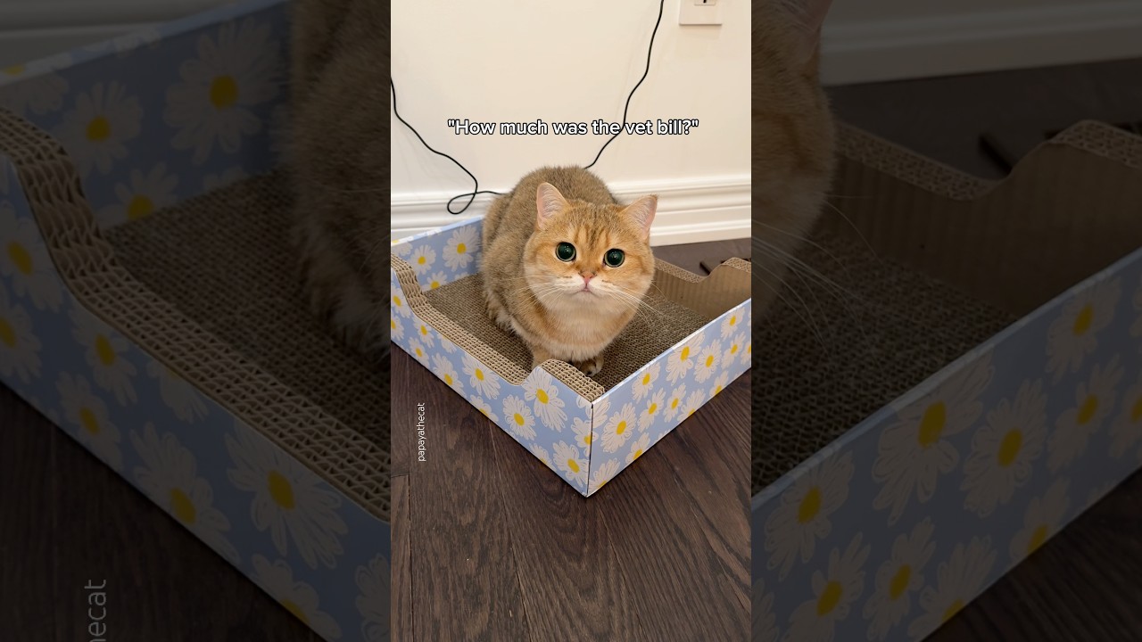 that's not too bad huh🤠🤡 #cat