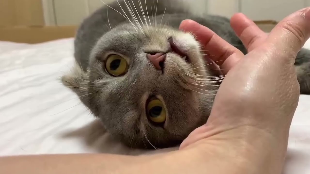 【癒し注意⚠️】甘えん坊のスコティッシュフォールドが可愛い過ぎる❤️😍【猫ミーム】