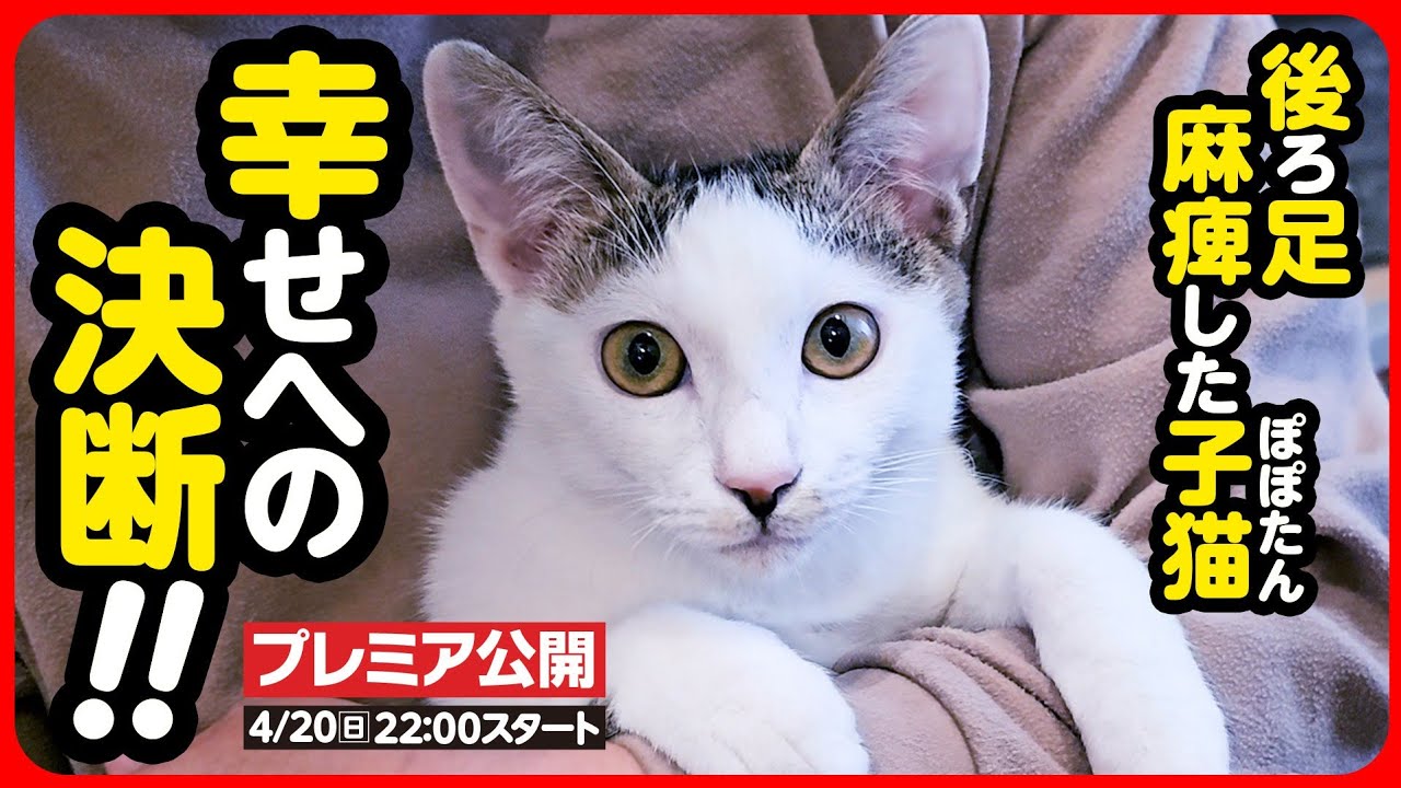 【子猫 保護】後ろ足が麻痺した子猫 この子を幸せにしたい【続編】