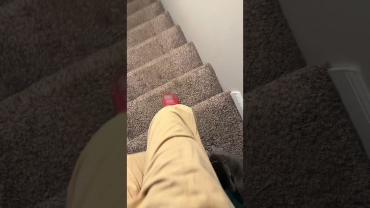 Is Kiwi The Fastest Korat Cat Ever? #worldrecord #dailydoseofygon #cats #cute