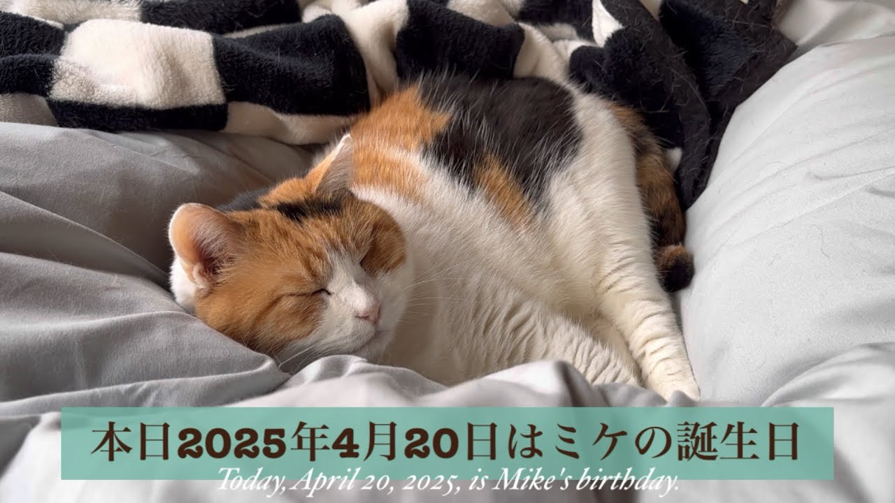 【三毛猫】5歳になったミケ（2025年4月20日）