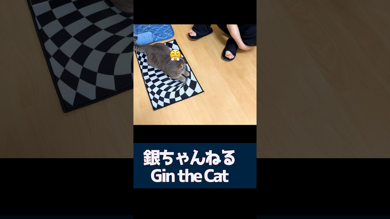 That’s mine 😤#cat