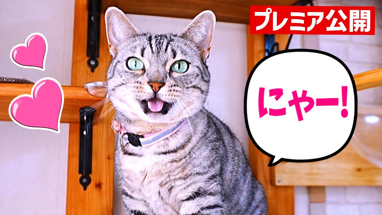 よく鳴く猫はかわいい！💓