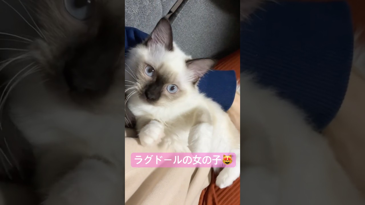 可愛いラグドールの子猫 #ragdolls #cats #cutecat #shorts #ラグドール #子猫 #猫のいる暮らし #ショート