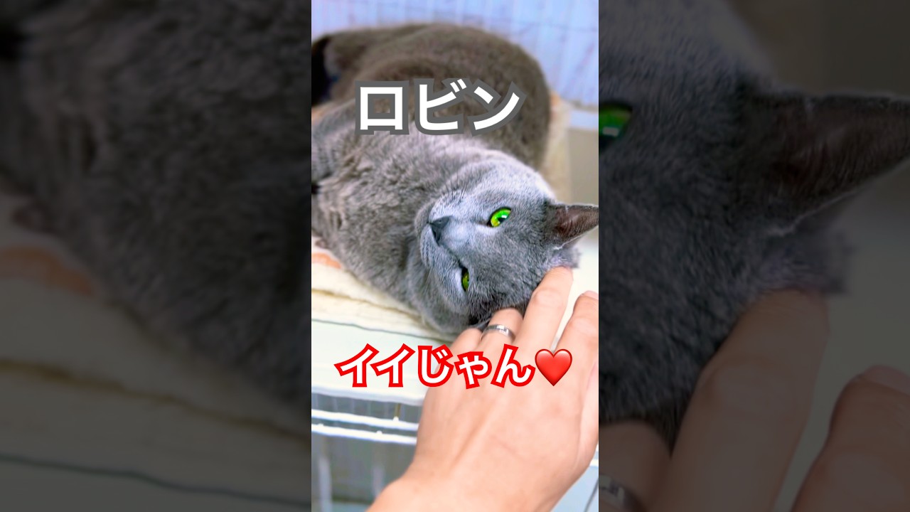 ロビン❤️今日ビジュイイじゃん😍 #shorts #youtubeshorts #shortvideo #catshorts #ロシアンブルー #cat #猫 #russianblue #イイじゃん