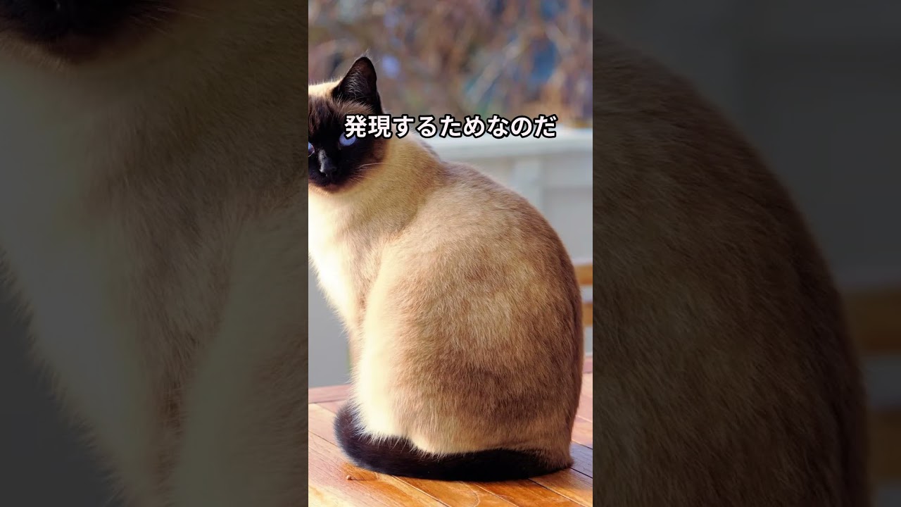 あなたの知らないシャム猫の秘密５選 #猫 #動物 #shorts