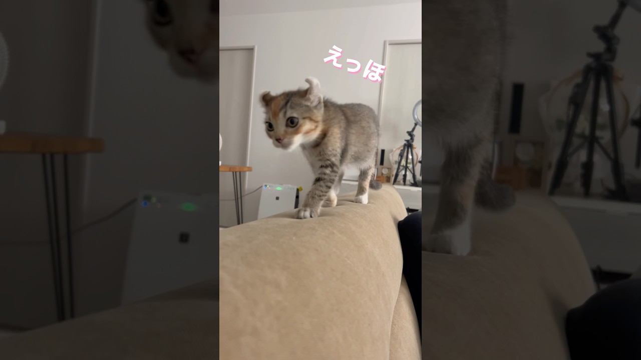 【えっほえっほ】#cat #アメリカンカール #子猫 #かわいい #癒し #shorts