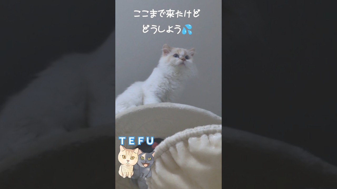 降りれない！どーしよう！！テフ君(コラボ動画)#shorts #cat #サイベリアン