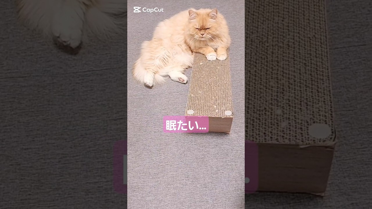 【保護猫】眠たくて眠たくて、寝ちゃう猫