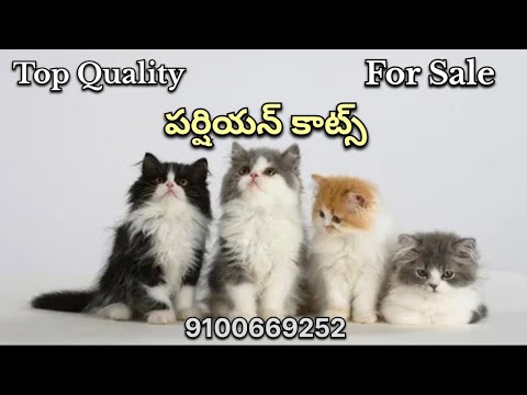 All types of colours persian cats for sale