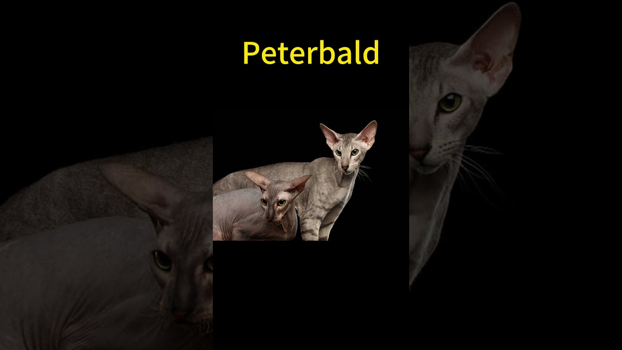Top 10 Weirdest Cat Breeds