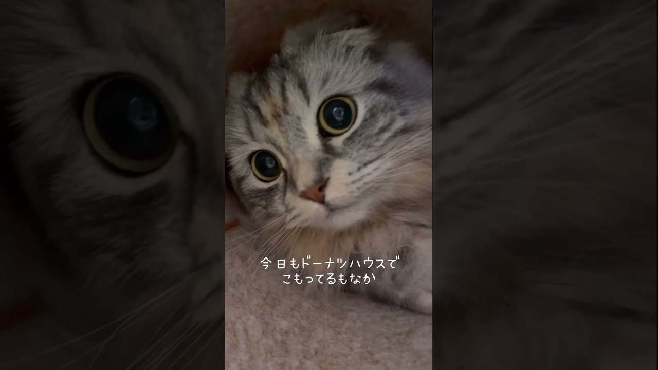 ドーナツハウス籠り系スコティッシュフォールド🐱　#保護猫 #ねこ #猫のいる生活 #shorts #cat #猫動画 #squidgame #funnyshorts #スコティッシュフォールド