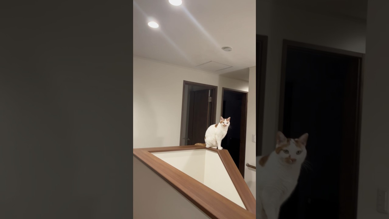 おしゃれさんって言われた猫 #cat #日本猫 #保護猫