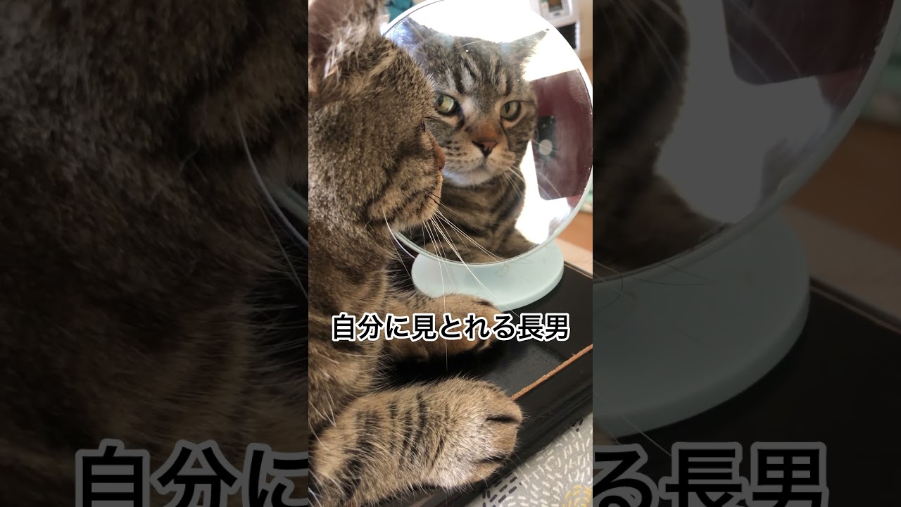 【猫】鏡よ、鏡　#shorts  #cat #猫のいる暮らし #マンチカン