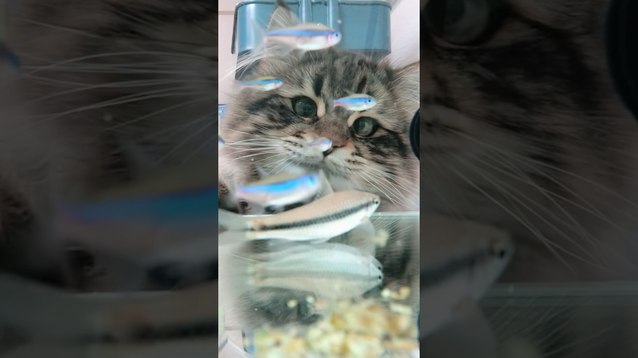 おさかな観察大好きネコたん #サイベリアン #猫 #アクアリウム
