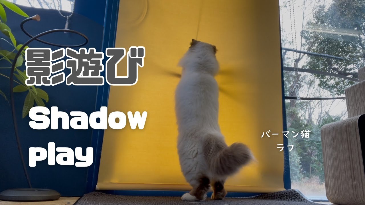 バーマン猫ラフ【影遊び】Shadow play（バーマン猫）Birman/Cat