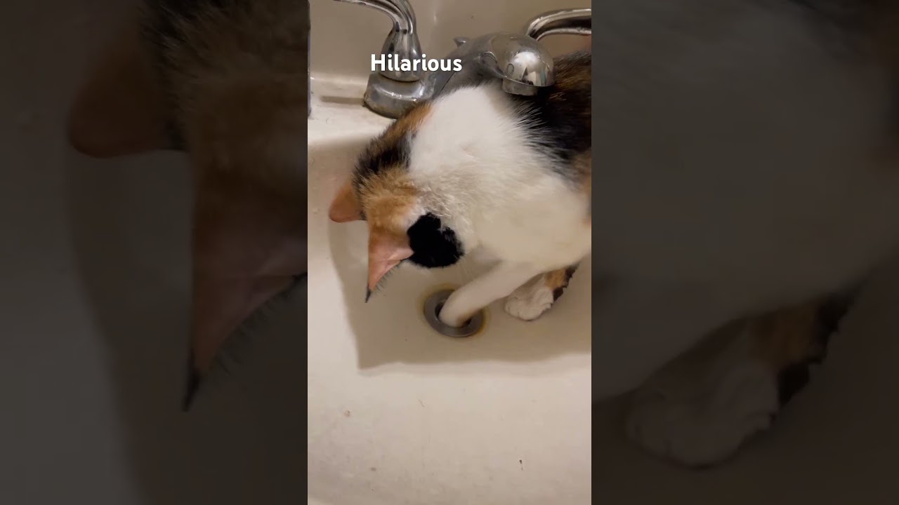 Manx kitten cat loves the water plugs the sink.. insaine #manxcat