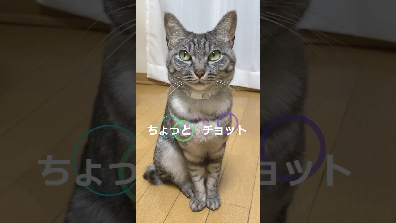 鼻さわってみて😸【幸のスズ】 #shorts  #保護猫  #猫のいる暮らし  #cat  #cat love #kitten  #ねこ  #ネコ  #子猫 #猫