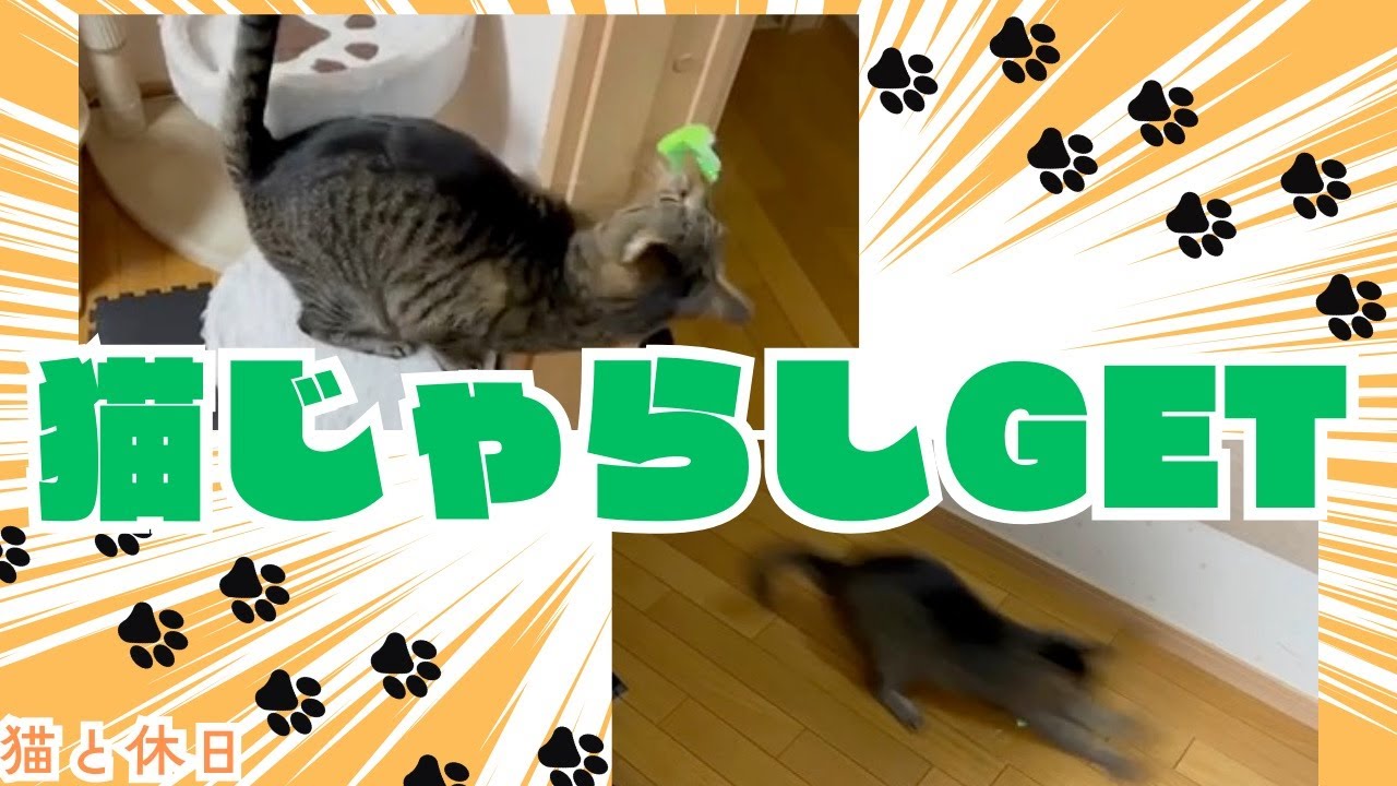 ハマると延々に繰り返すキジトラ　#猫#黒猫#ソマリ#キジトラ