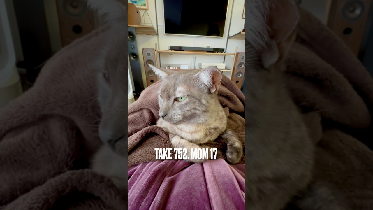 ママのお腹の上で #朝寝中 にゃ❗️ちょっと肌寒いから #ぬくぬく 嬉しいにゃ‼️#寒がりにゃんこ #egyptianmaucat #エジプシャンマウ #猫と暮らす生活 #shorts