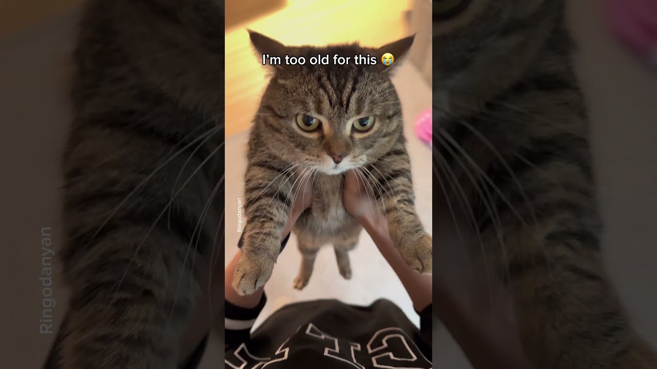 I feel like I'm going to die from being more dizzy than my cat😵‍💫 #shorts #cat #funny