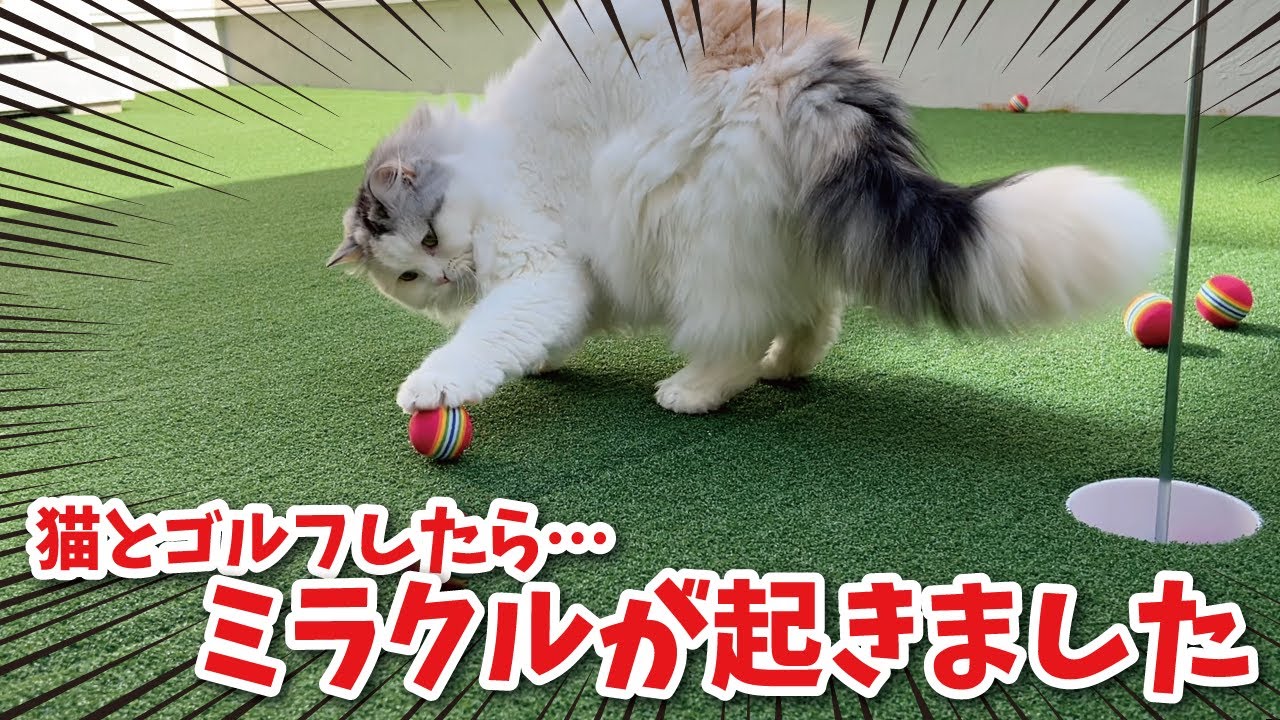 猫とゴルフしてたらすごいことが起きちゃいました【関西弁でしゃべる猫】【猫アテレコ】