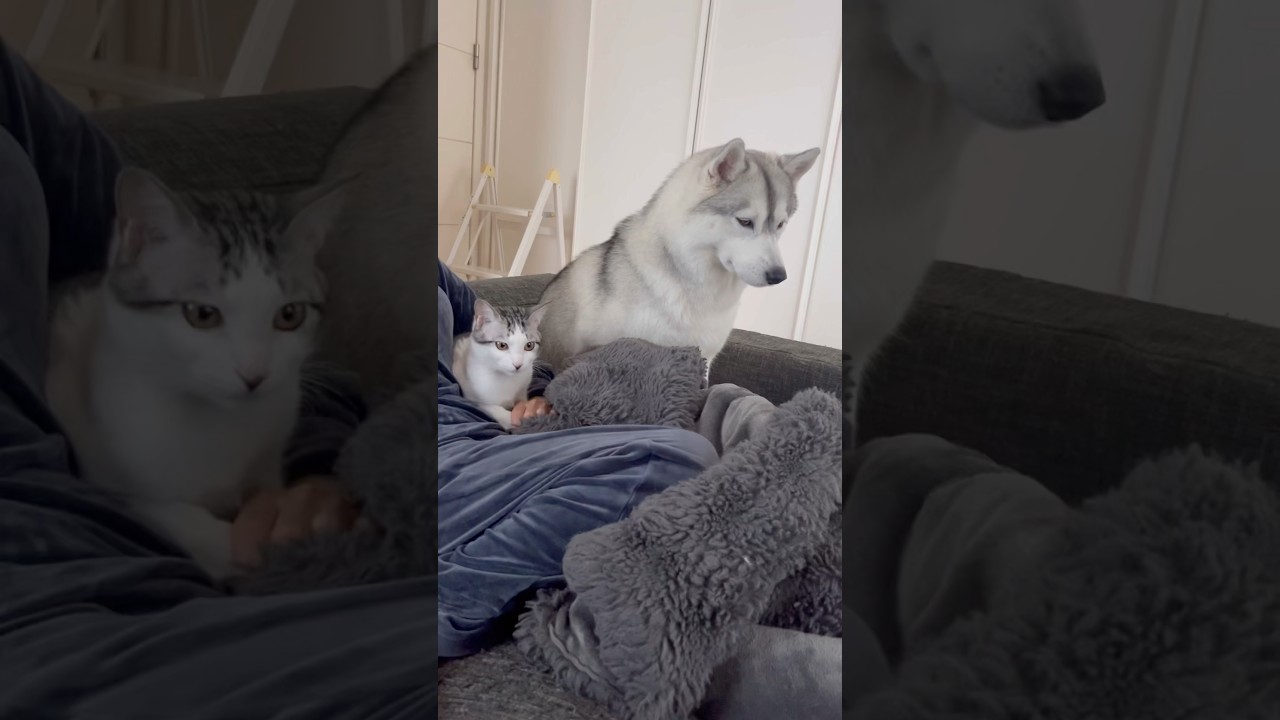 常に母のそばにいるハスキーと子猫 #シベリアンハスキー #ハスキー #子猫