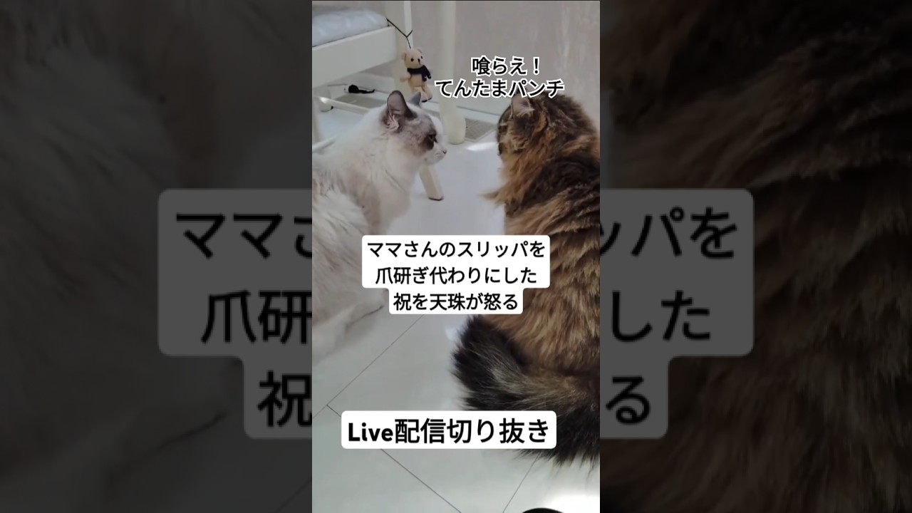 配信中に喧嘩勃発！睨み合いと猫パンチの応酬！#ラグドール#ラガマフィン#ねこ#ライブ配信#切り抜き #live配信#live#cat#ragdoll#ragamuffin