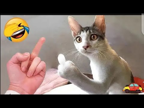 OMG:..見るのをやめられない...とても愛らしいかわいい子猫たち🤣😇😂👍....面白いかわいい猫🤣🤩😇