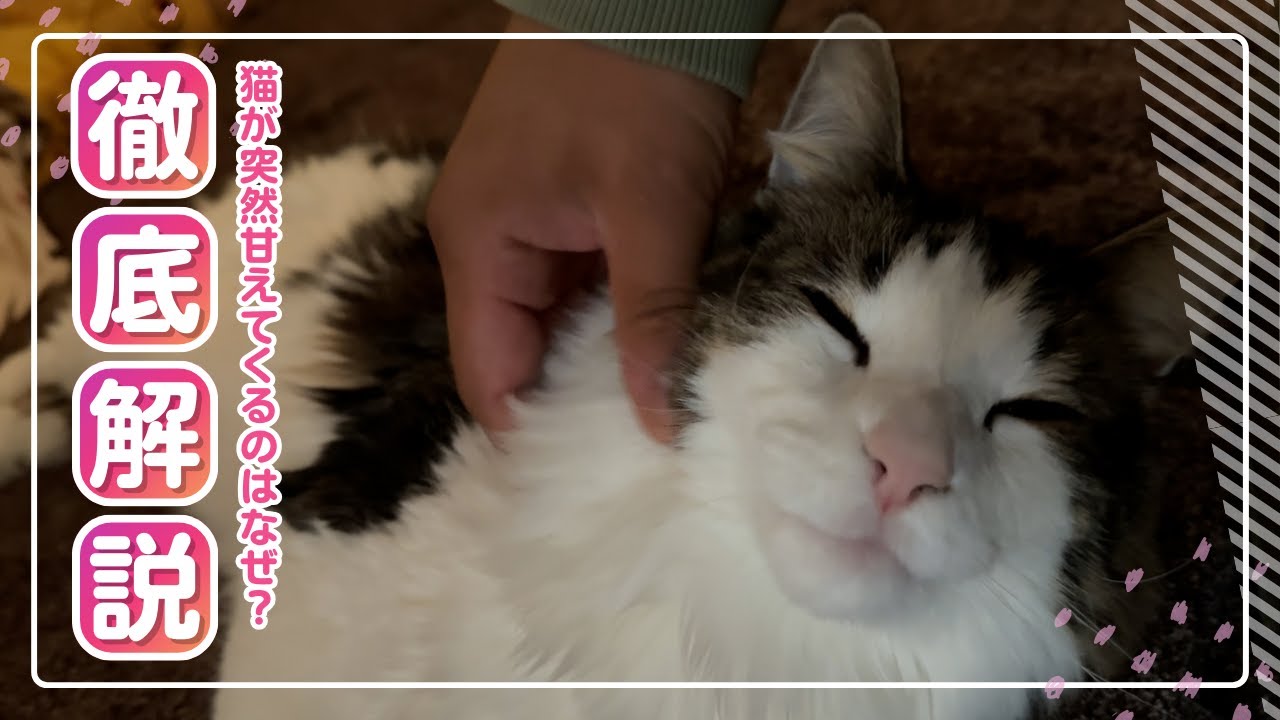 猫が突然甘えてくるのはなぜ？徹底解説！！#ノルウェージャンフォレストキャット #猫のいる暮らし #norwegianforestcat