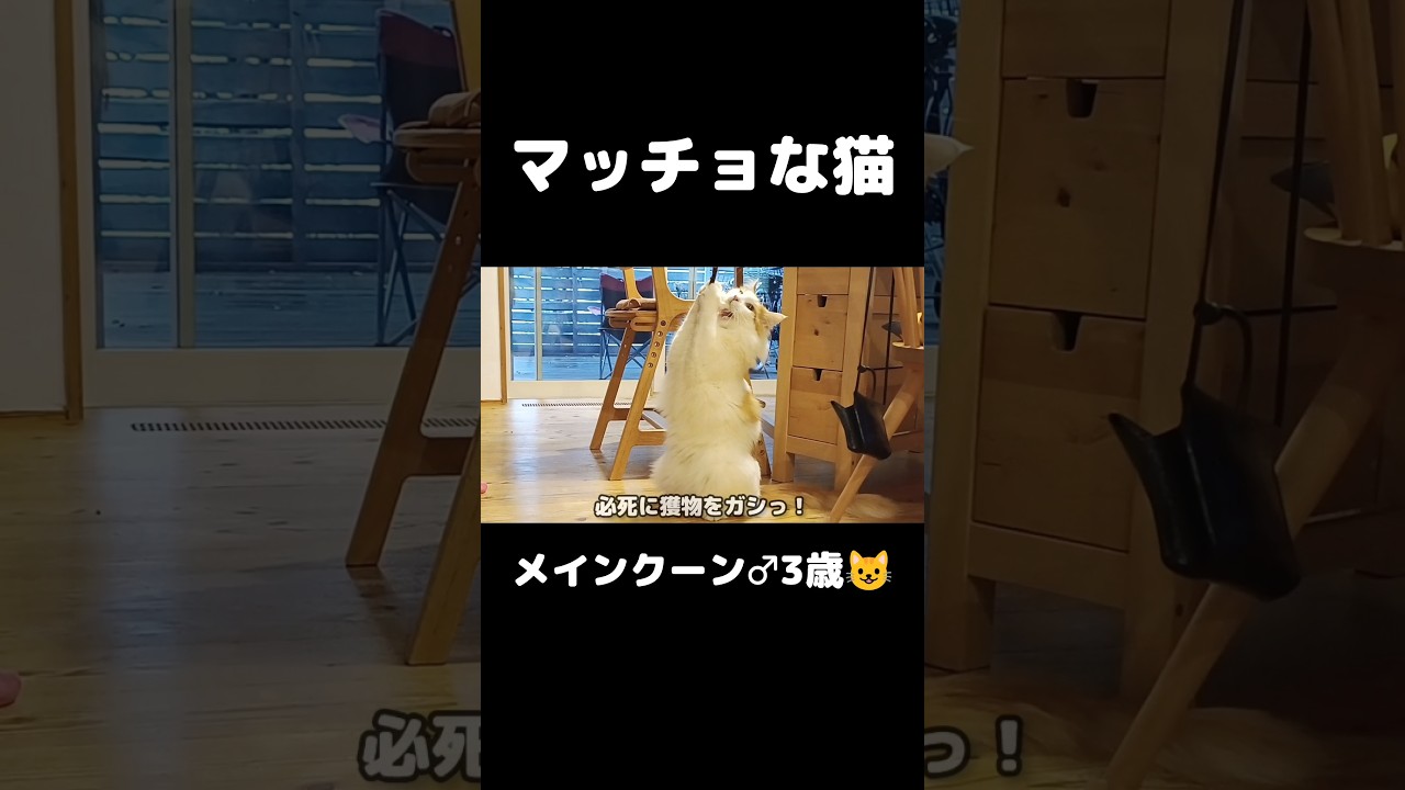 大型猫の本気 #猫のいる暮らし #猫 #メインクーン