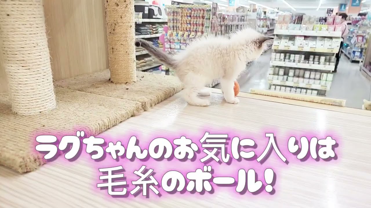 【ラグドール】ボール遊びが大好き