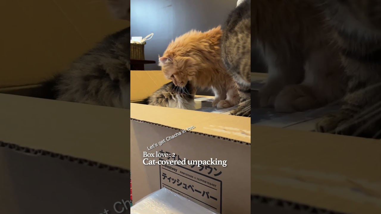 Box愛: 2 猫まみれの開梱