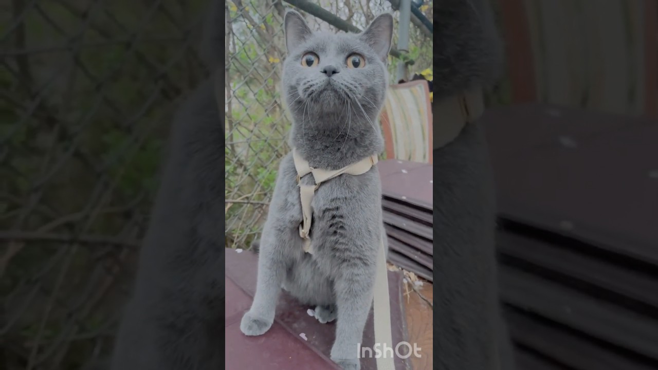 새를 가까이서 보고 놀란 모찌 #샤트룩스 #chartreux #산책냥이 #산책하는고양이 #cat #catlover #catsoftiktok #h형하네스 #シャトルクス #シャルトルー