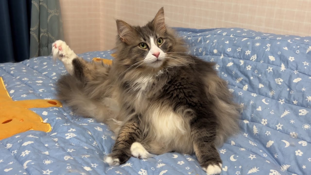 【遊ぼう♪】ばあばからプレゼントをもらったよ🎁♡ノルウェージャンフォレストキャットとターキッシュアンゴラ