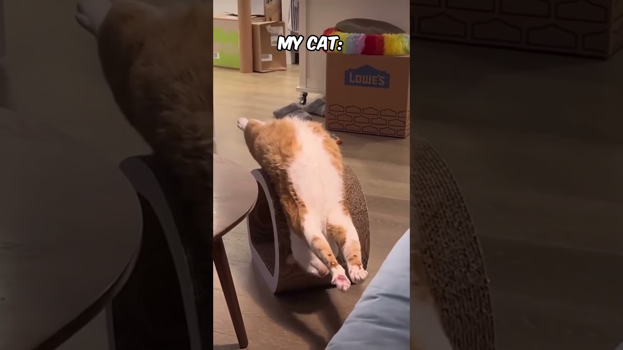 His Walk is Very Unique 😹