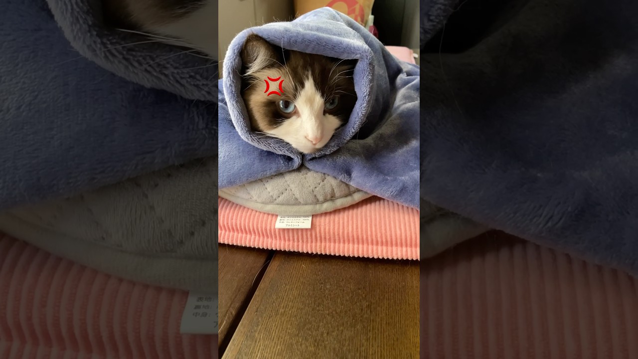 ハク様ふて寝　#猫  #cat  #ラグドール