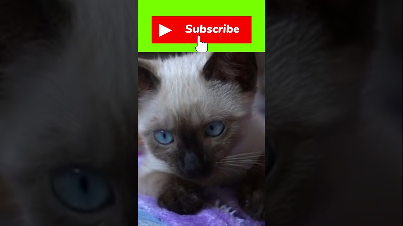 9 Amazing Facts About Cats! Educational Animal Video #facts #animalfacts #animals #cat