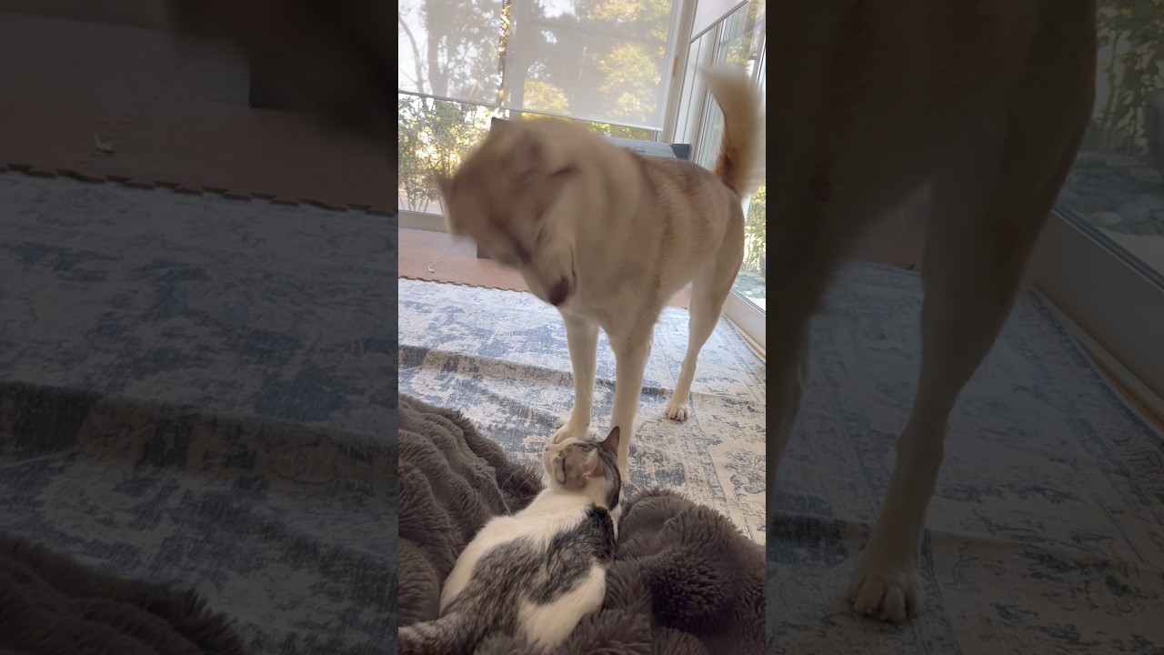 子猫に向かってくしゃみするハスキー #シベリアンハスキー #ハスキー #子猫