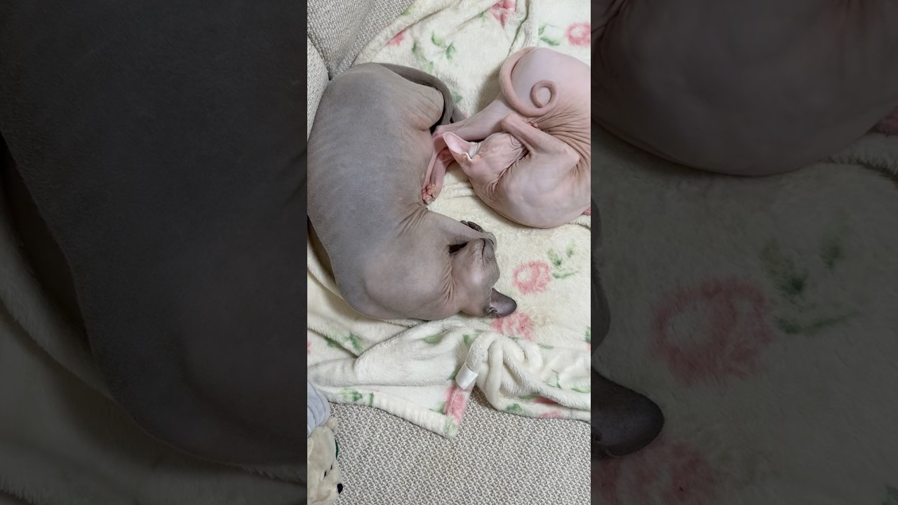 毛のない猫のアンモナイト【スフィンクス】